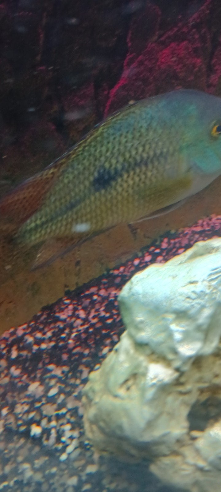 3mooie gezonde chicliden 17 cm zijn van 1familie, Animaux & Accessoires