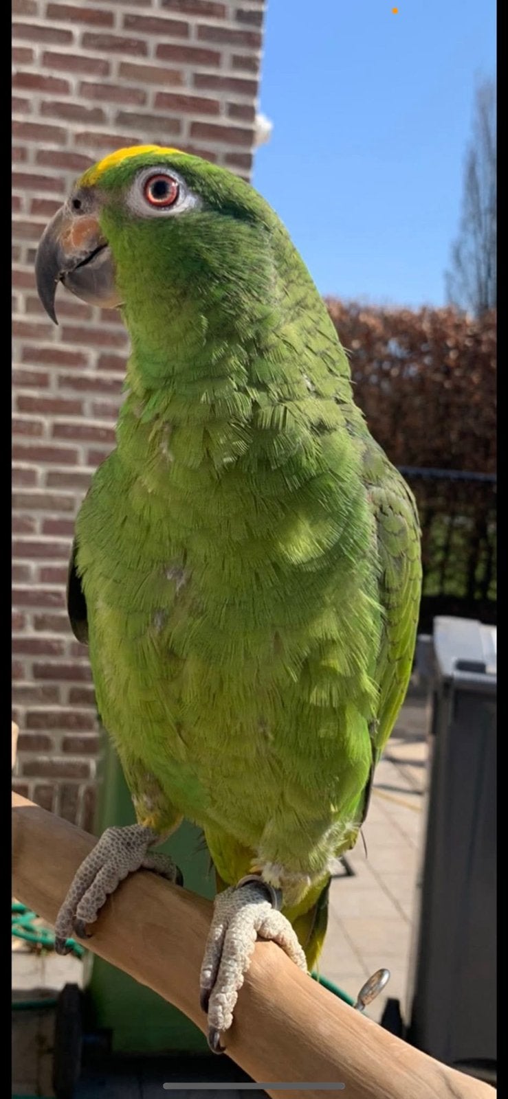 Geelvoorhoofd amazone papegaai & kooi, Dieren en Toebehoren, Mannelijk, Papegaai, Pratend