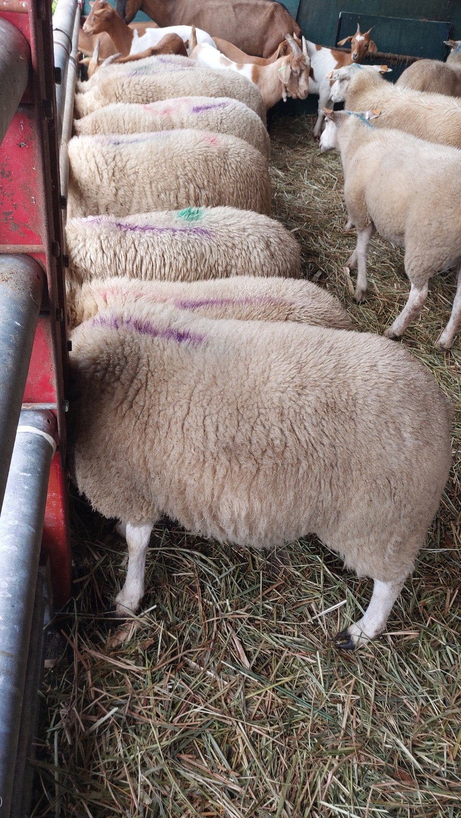 ooilammeren, Dieren en Toebehoren, Vrouwelijk, Schaap, 0 tot 2 jaar