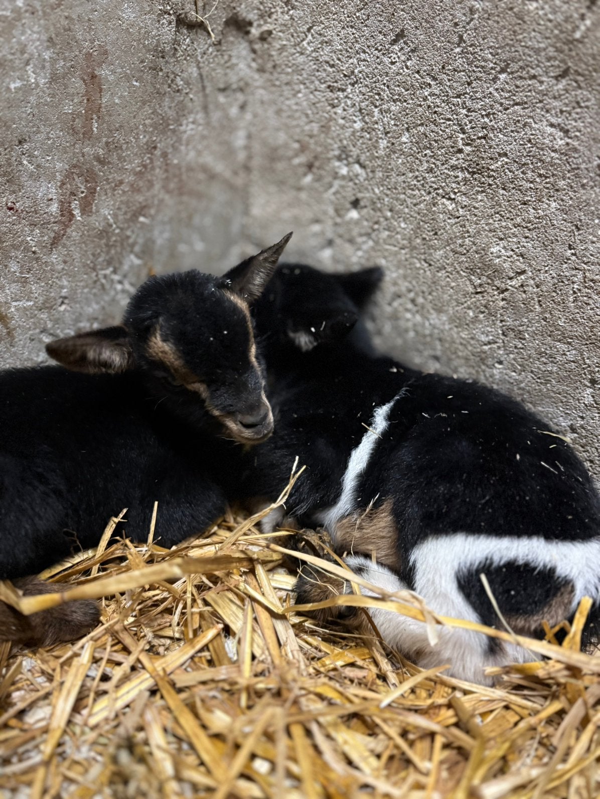 Dwerggeit, Dieren en Toebehoren, Schapen, Geiten en Varkens, Meerdere dieren, 0 tot 2 jaar