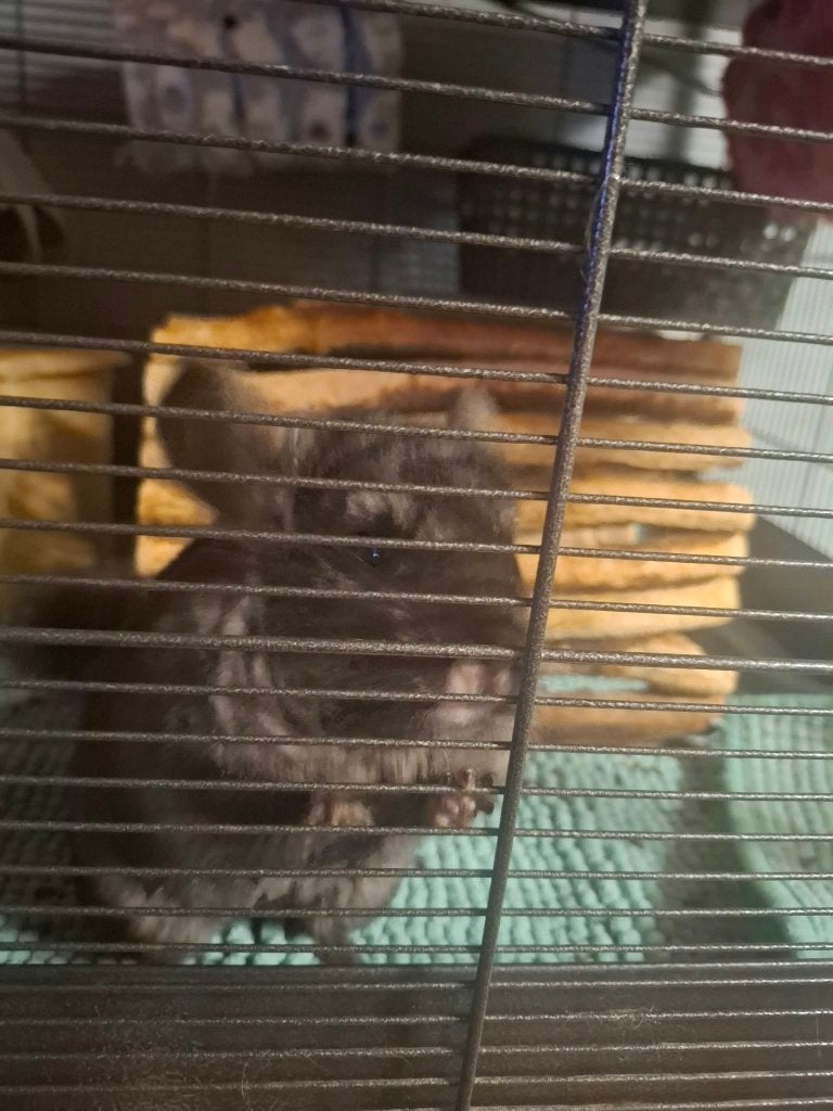 Chinchillas en kooi, Dieren en Toebehoren, Maart, Chinchilla, Meerdere dieren, Tam