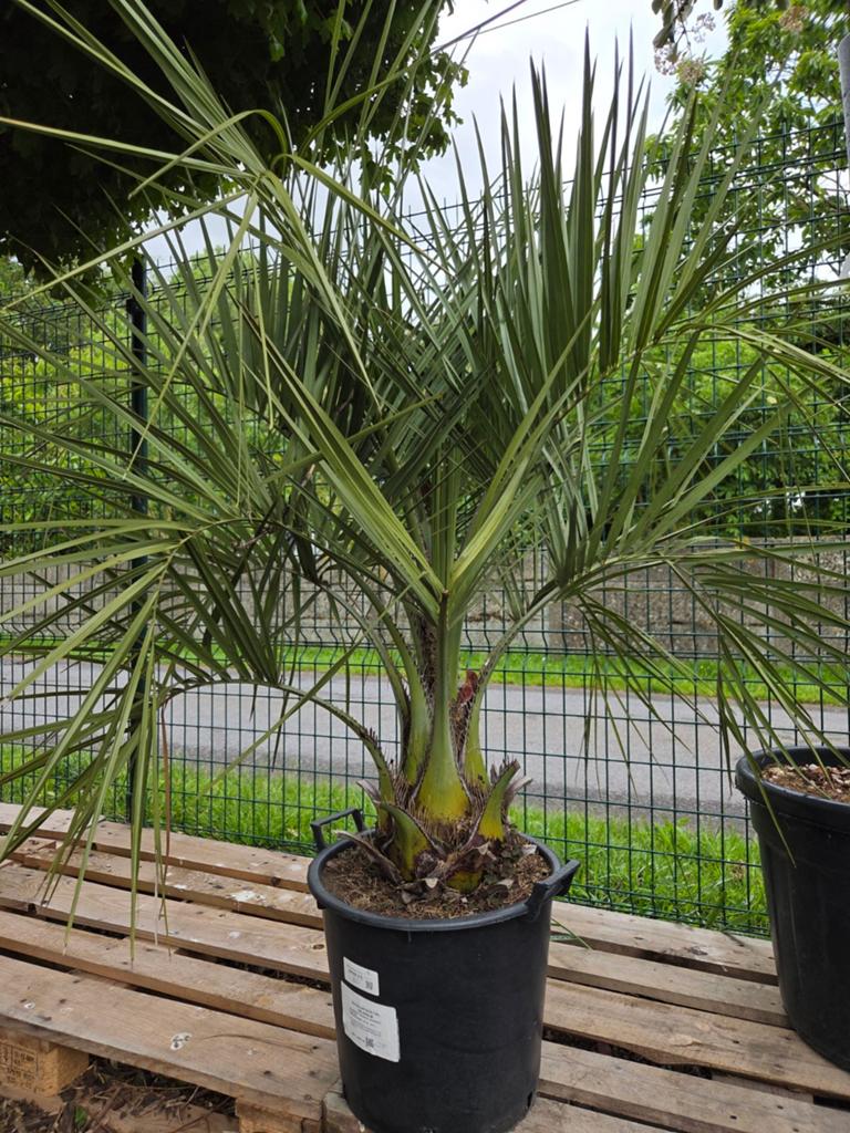 Palmboom Butia Capitata, Ophalen, Palmboom