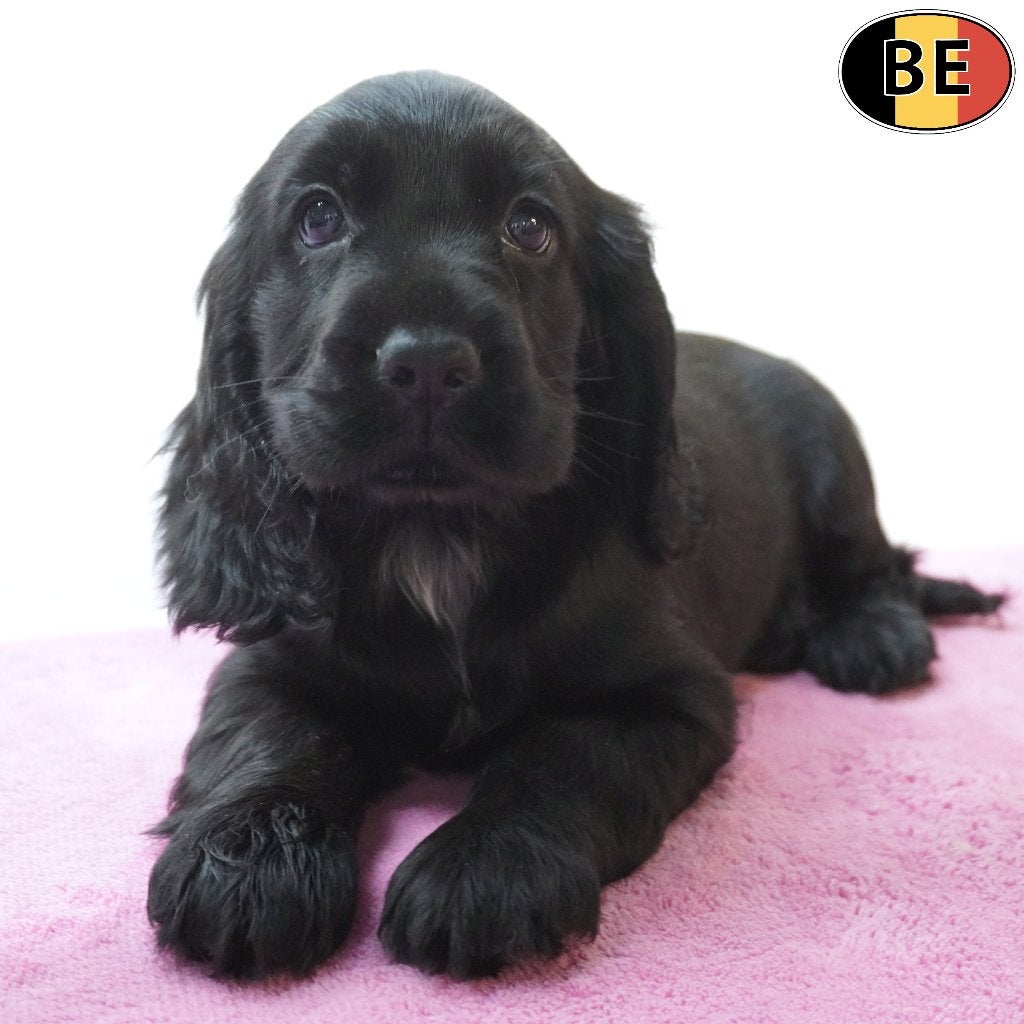 Engelse Cocker pups Zwart & Black and Tan (Belgisch), Dieren en Toebehoren, België, CDV (hondenziekte), 8 tot 15 weken, Meerdere