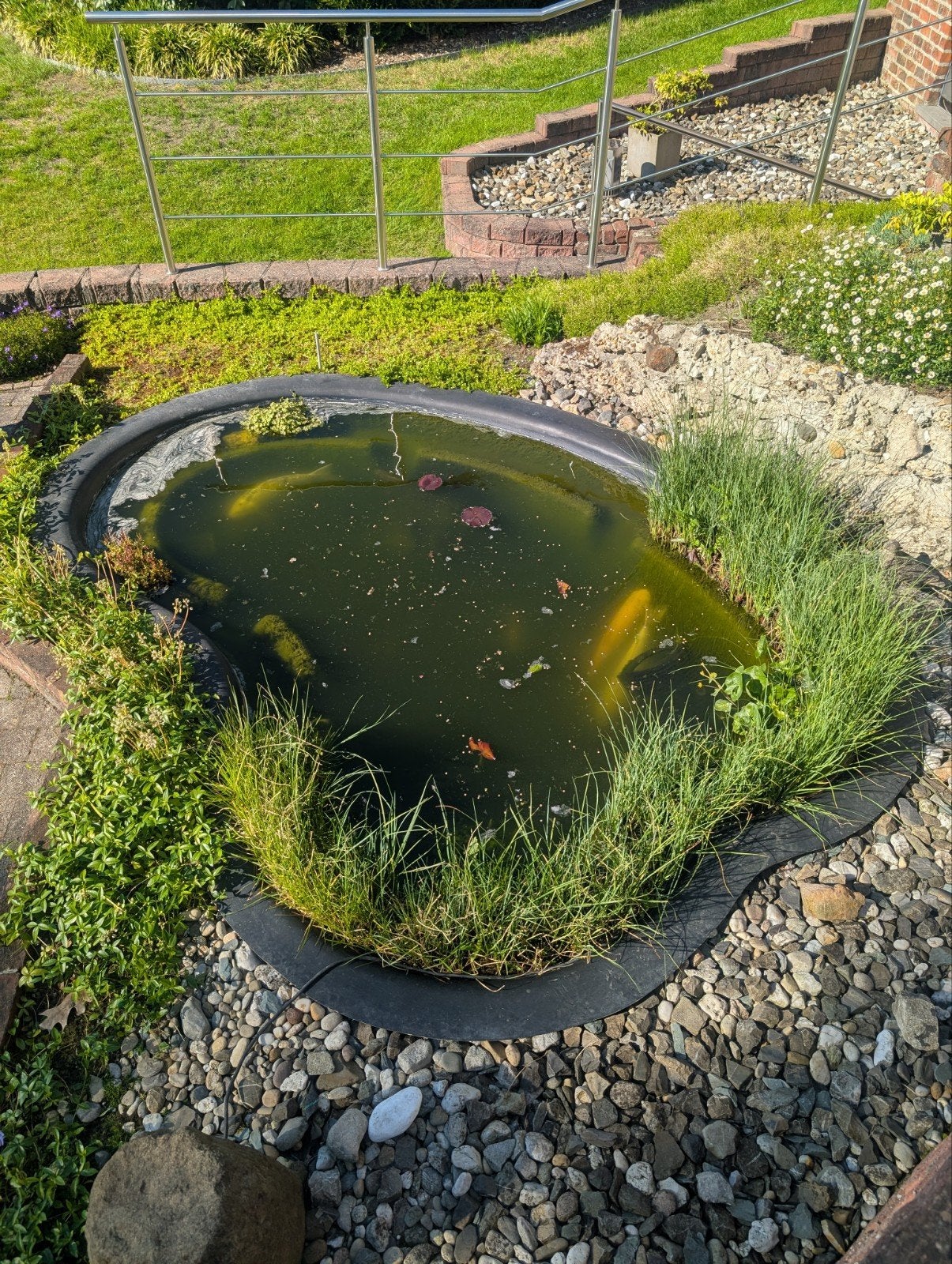Koi's te koop, Ophalen