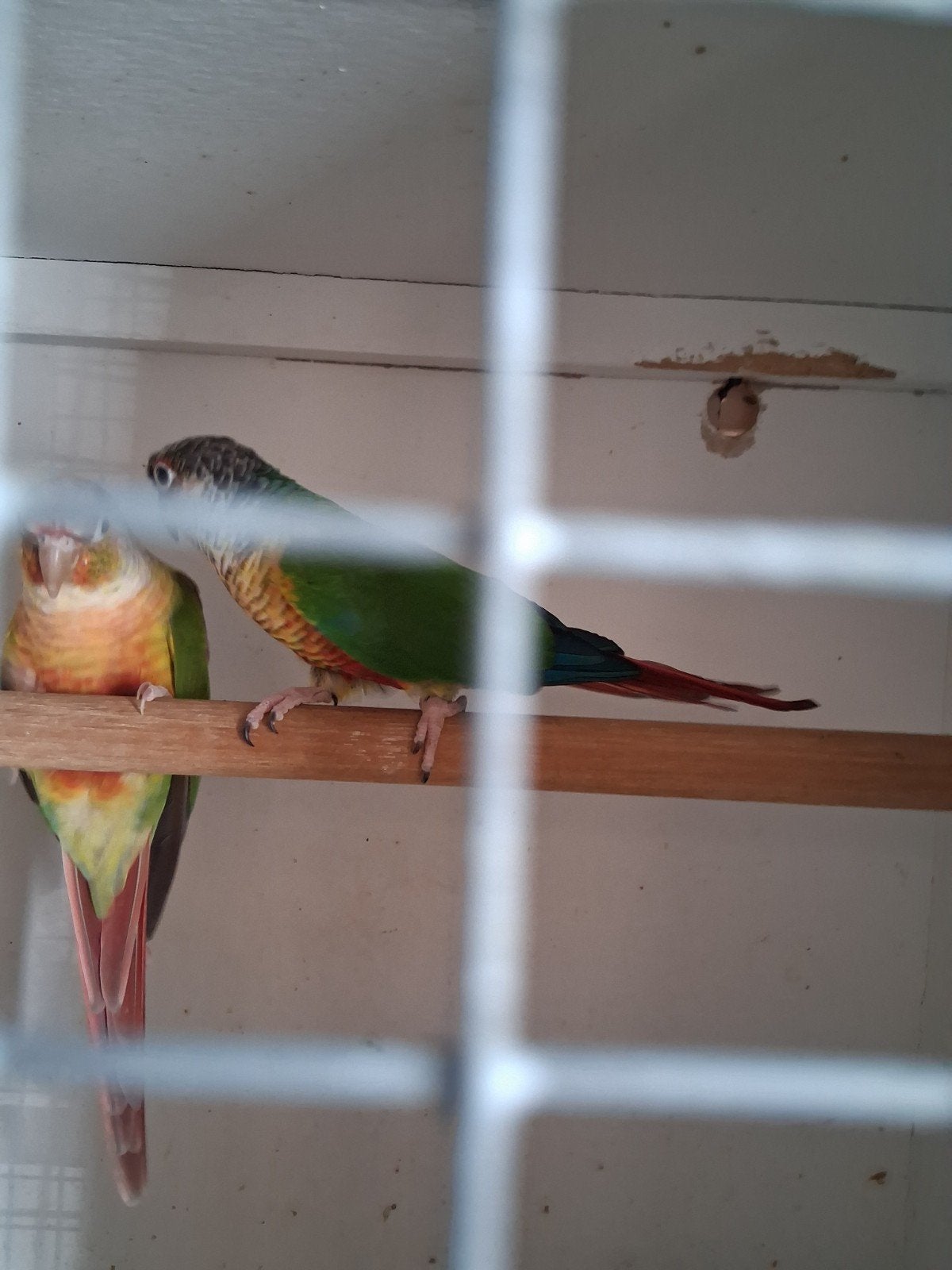 kpl pyruras, Meerdere dieren