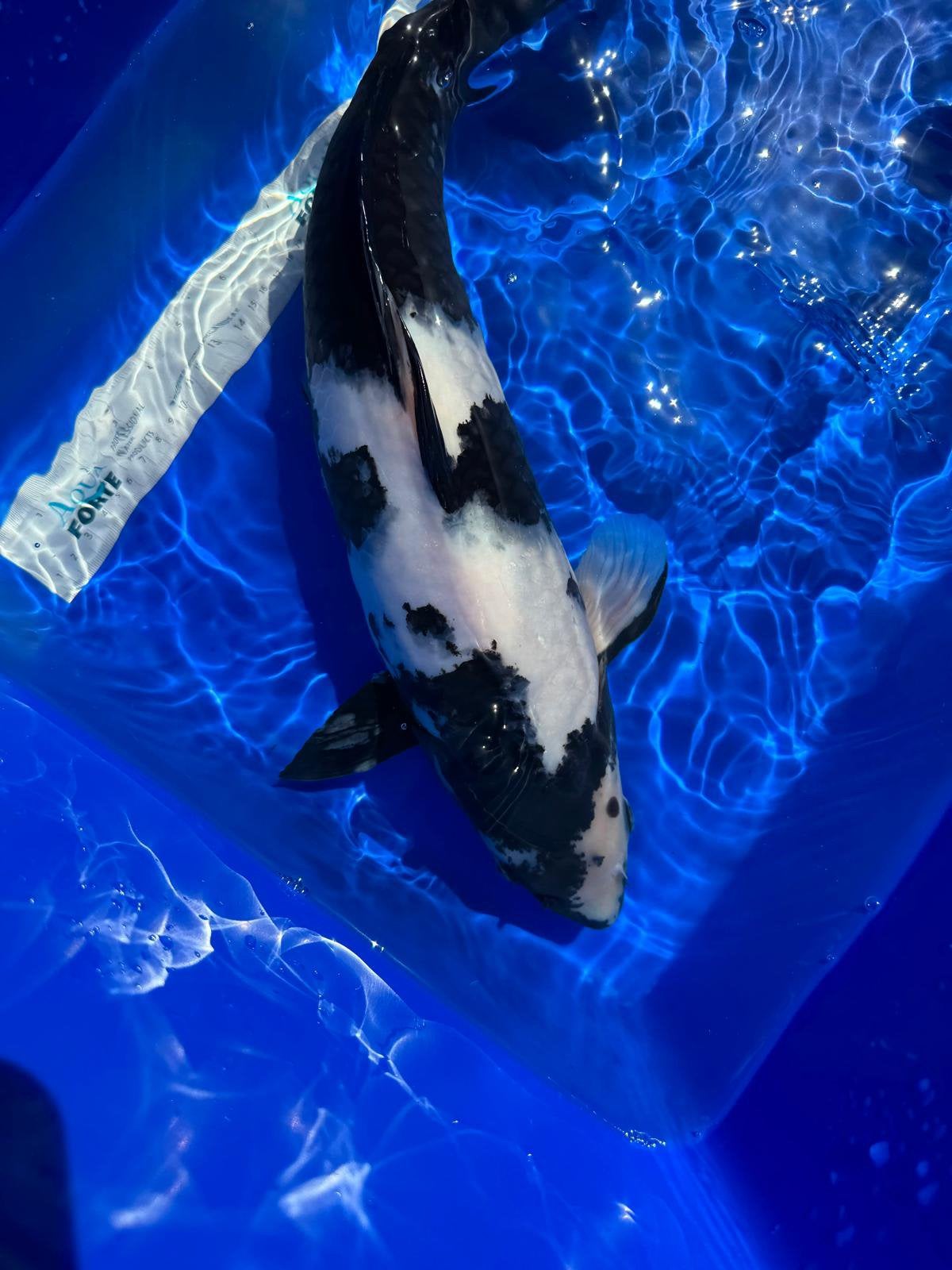 Shiro Utsuri van Ogata 50-55cm, Dieren en Toebehoren, Vissen | Vijvervissen, Karper of Koi