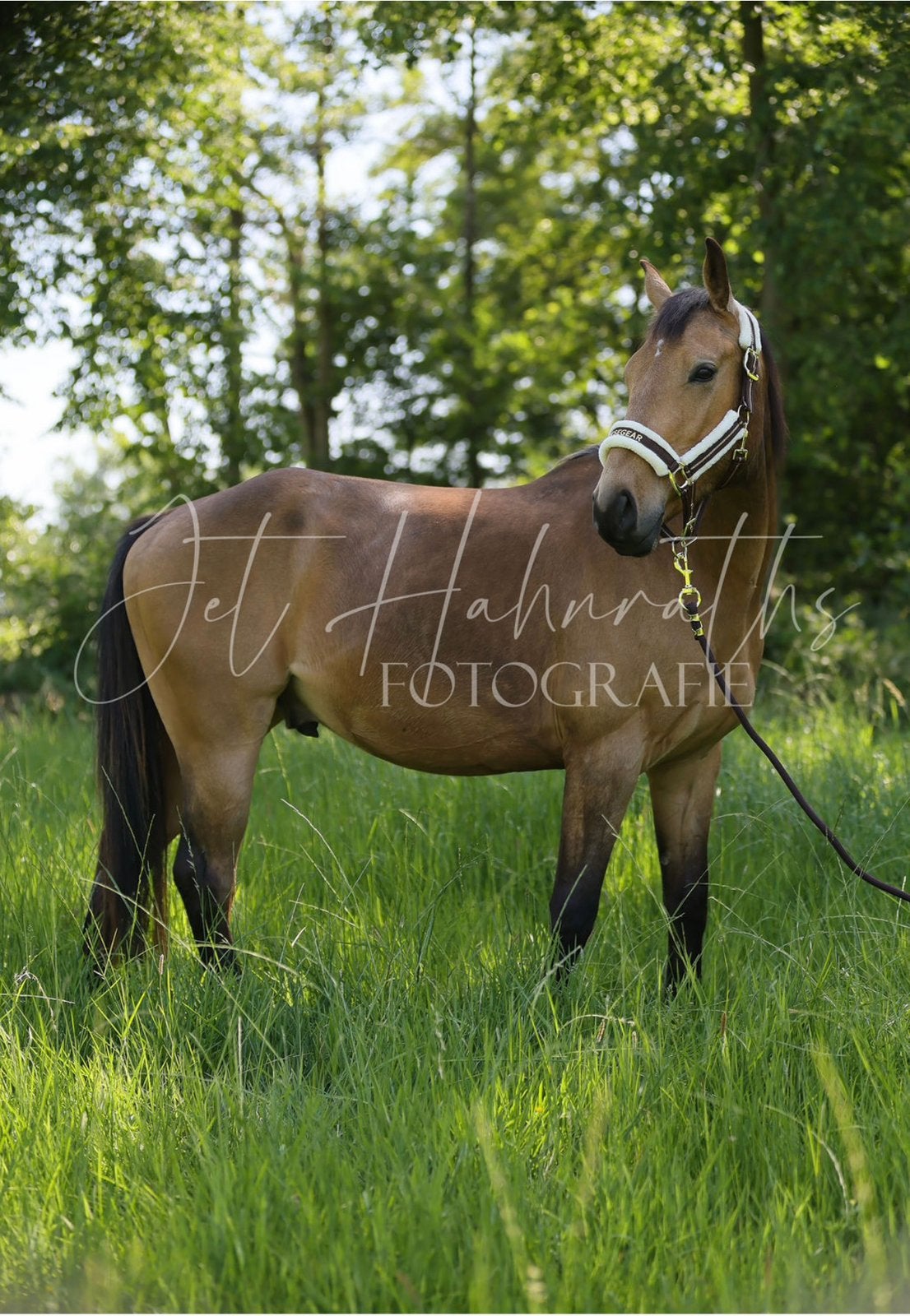 4-jarige springpony met topkarakter, Met stamboom, Ruin, Springpony, Zadelmak