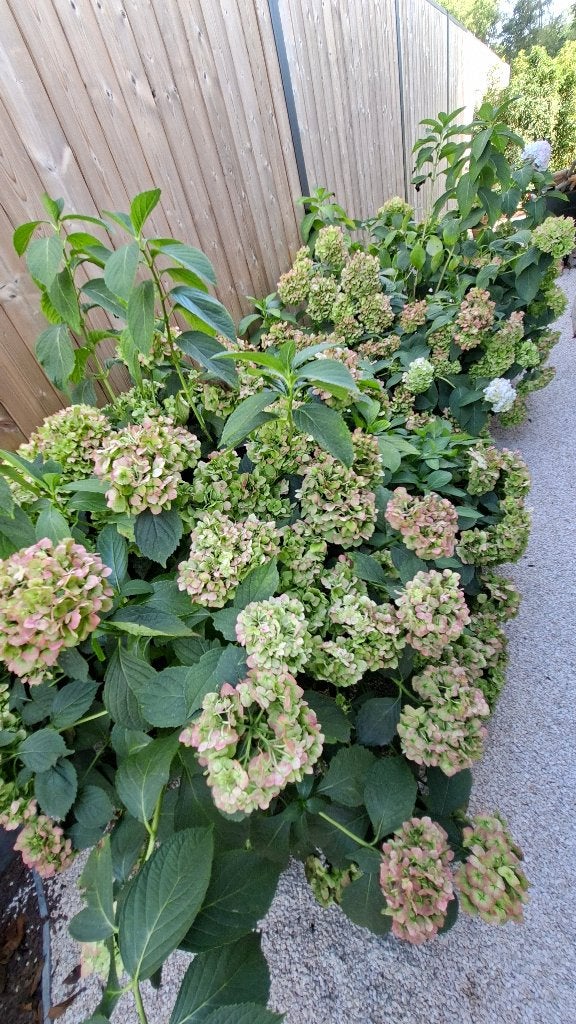 Hortensia in pot 74 x 34cm. In herfstkleuren,wit in de zomer, Jardin & Terrasse, Autres espèces, Été, Enlèvement, Plante fixe