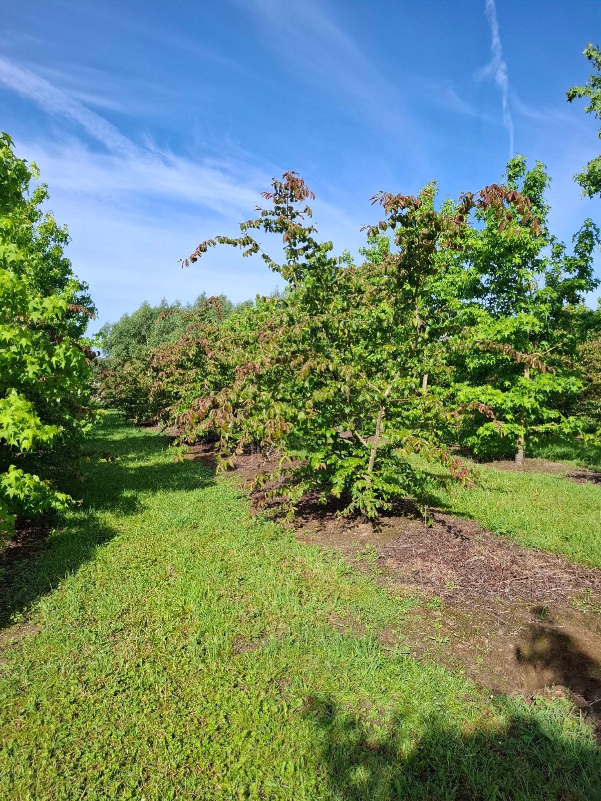 Parrotia, Tuin en Terras, Planten | Bomen, Ophalen