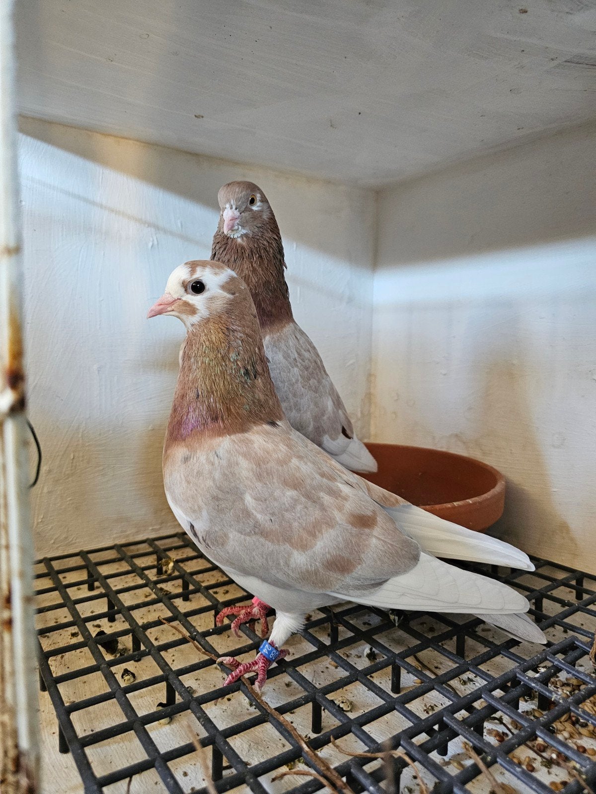 koppel birminghamrollers, Dieren en Toebehoren, Vogels | Duiven, Meerdere dieren, Tuimelaar of Roller
