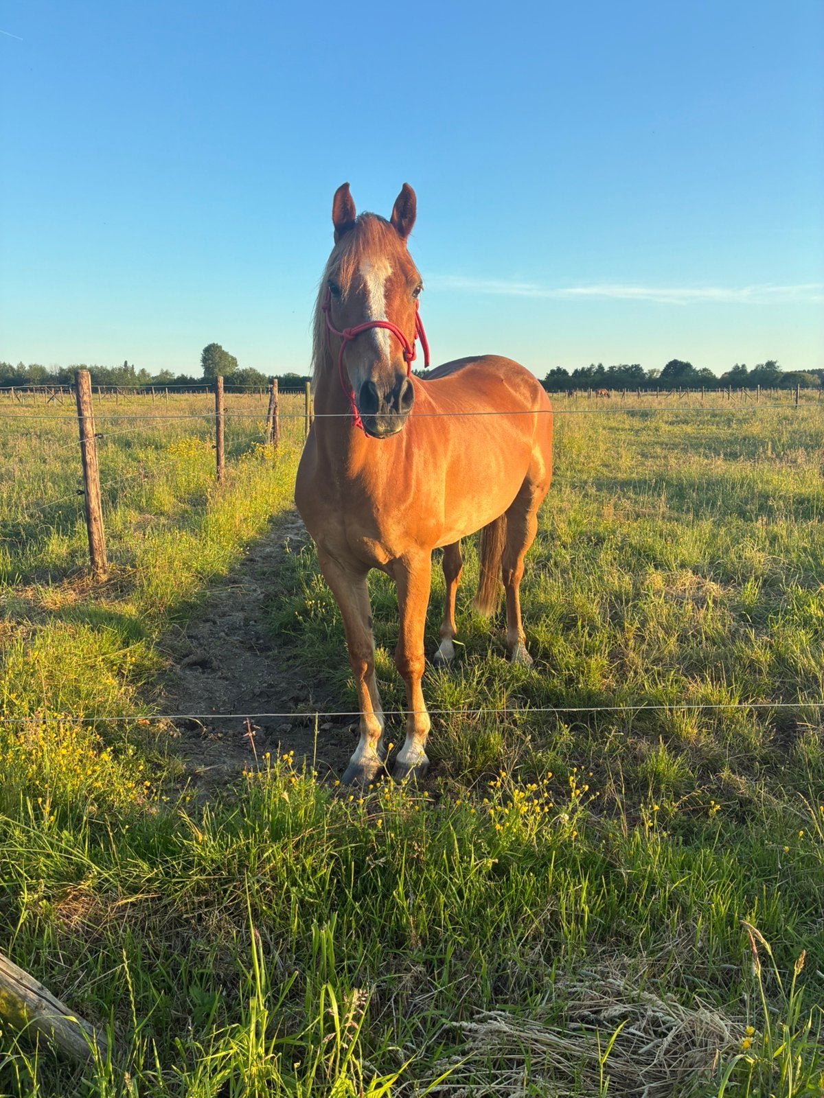 Recreatieve allrounder ruin te koop, Dieren en Toebehoren, Paarden, Ruin, Niet van toepassing, 160 tot 165 cm, 11 jaar of ouder