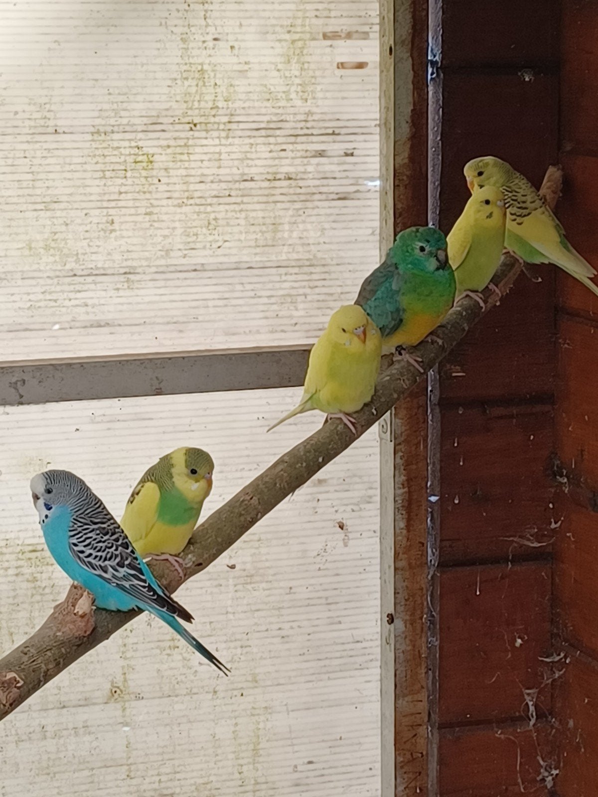 Volière extérieure pour couple de perruches, Animaux & Accessoires