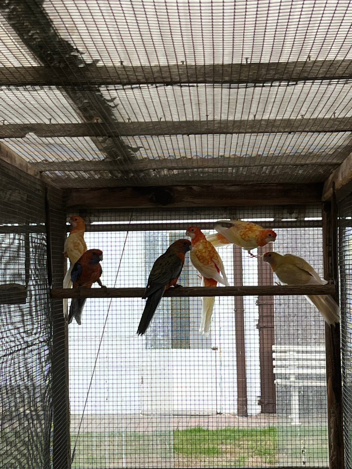 Onverwante kweekkoppels Pennant Rosella Parkieten, Meerdere dieren, Parkiet, Geringd