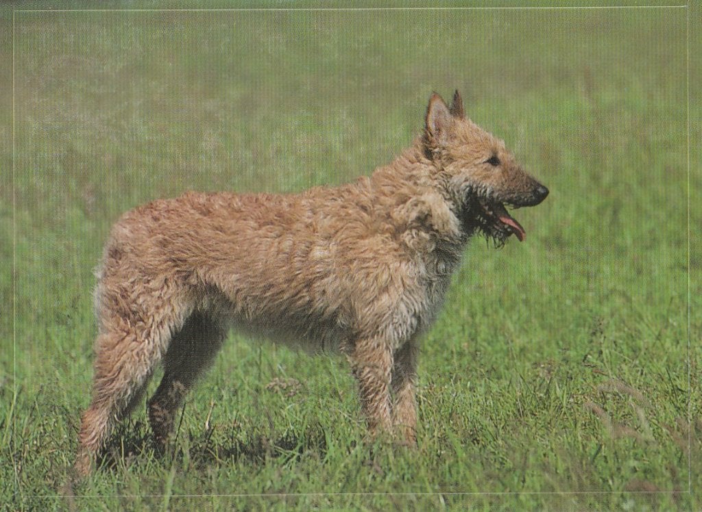 4  CHROMO'S  HONDEN  ( zie 4 scans ), Verzamelen, Verzenden, Nieuw, Dier, Prent