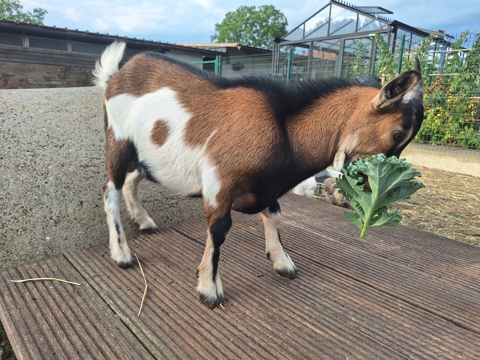 dwerggeit bokje, Dieren en Toebehoren, Mannelijk, Geit, 0 tot 2 jaar