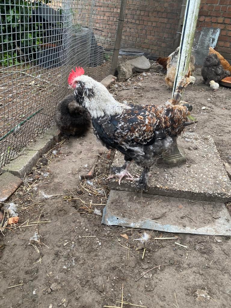 Haan faverolles, Dieren en Toebehoren