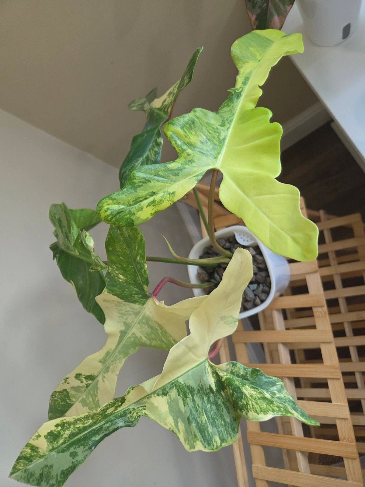 Philodendron Florida Beauty X Mayoi 🌱💚, Ophalen of Verzenden