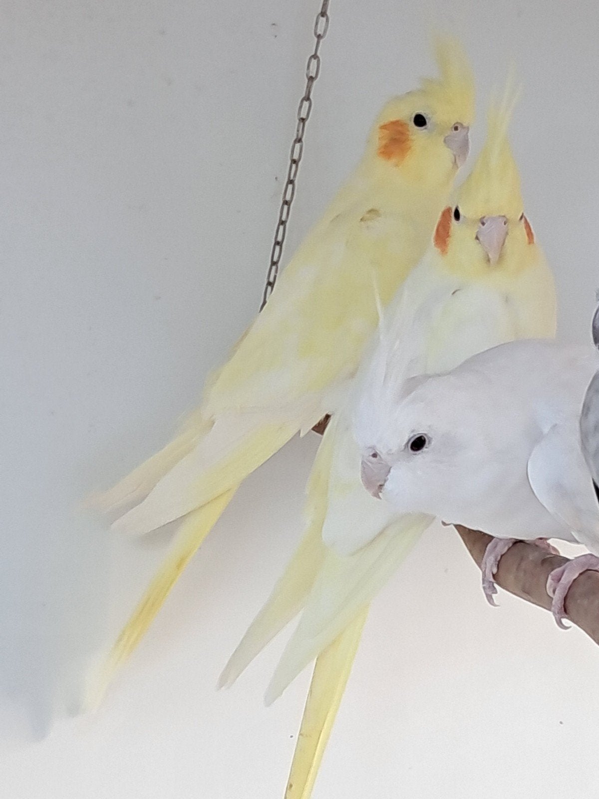lutino pop en lutino man., Plusieurs animaux, Perruche