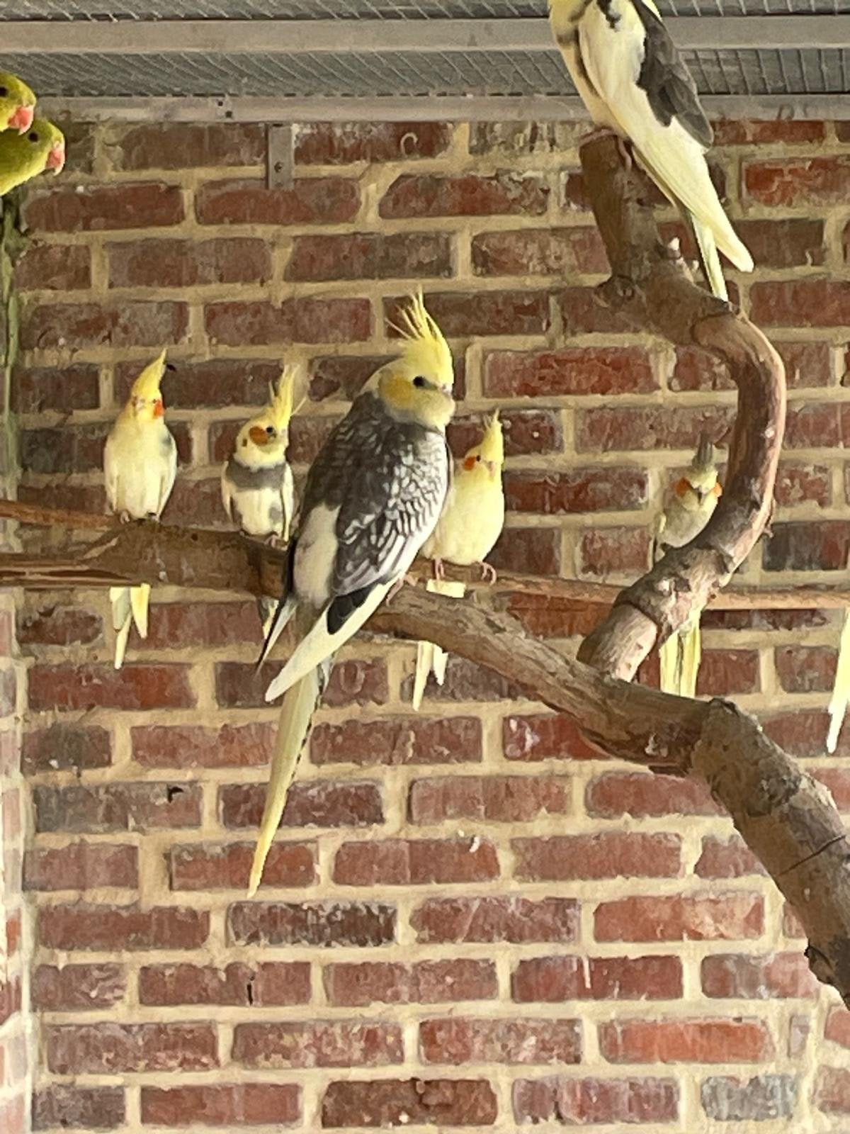 Geelwang poppen te koop van 2026 met dna, Plusieurs animaux, Perruche, Bagué