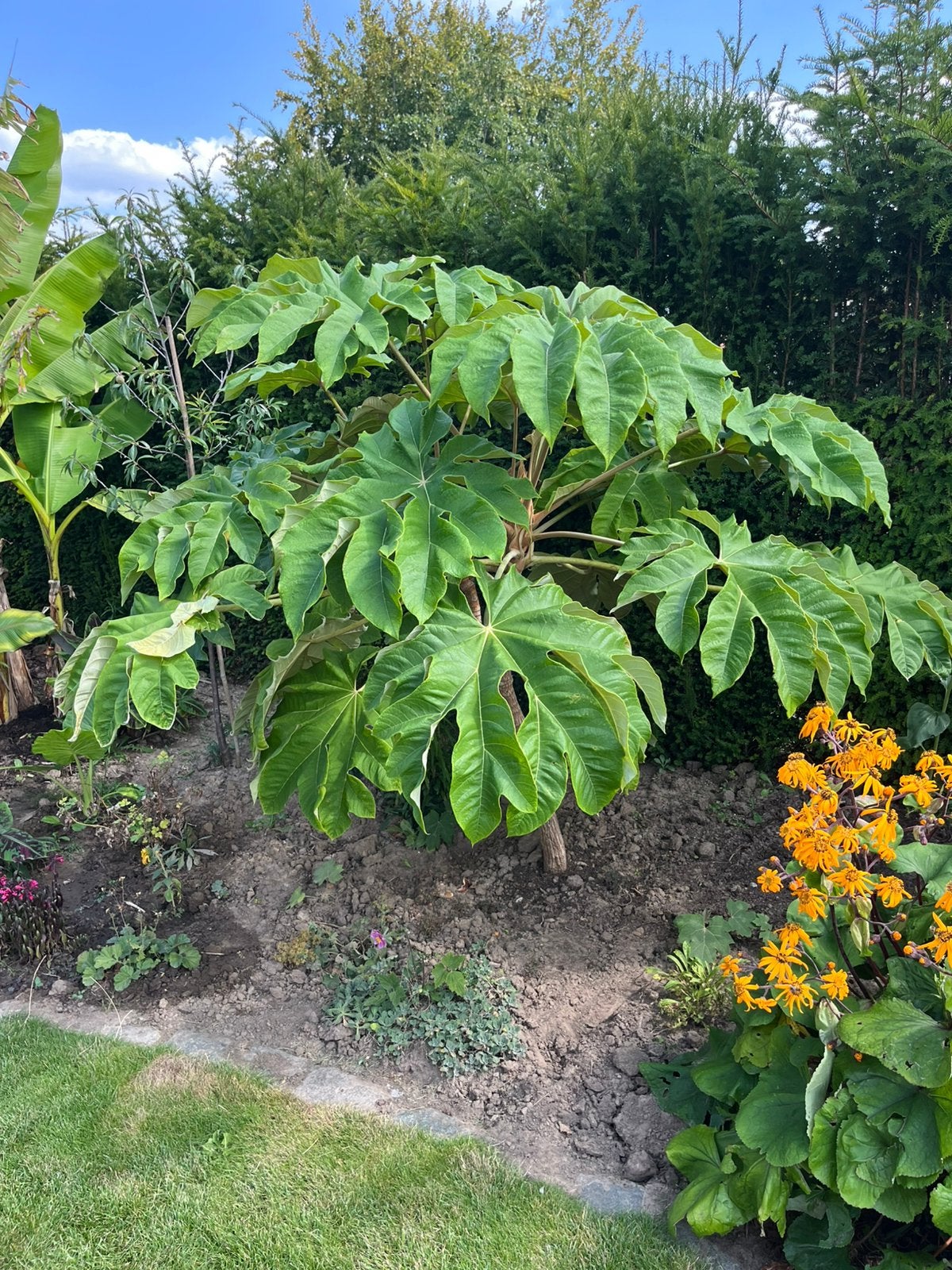 Tetrapanax, Tuin en Terras, Ophalen