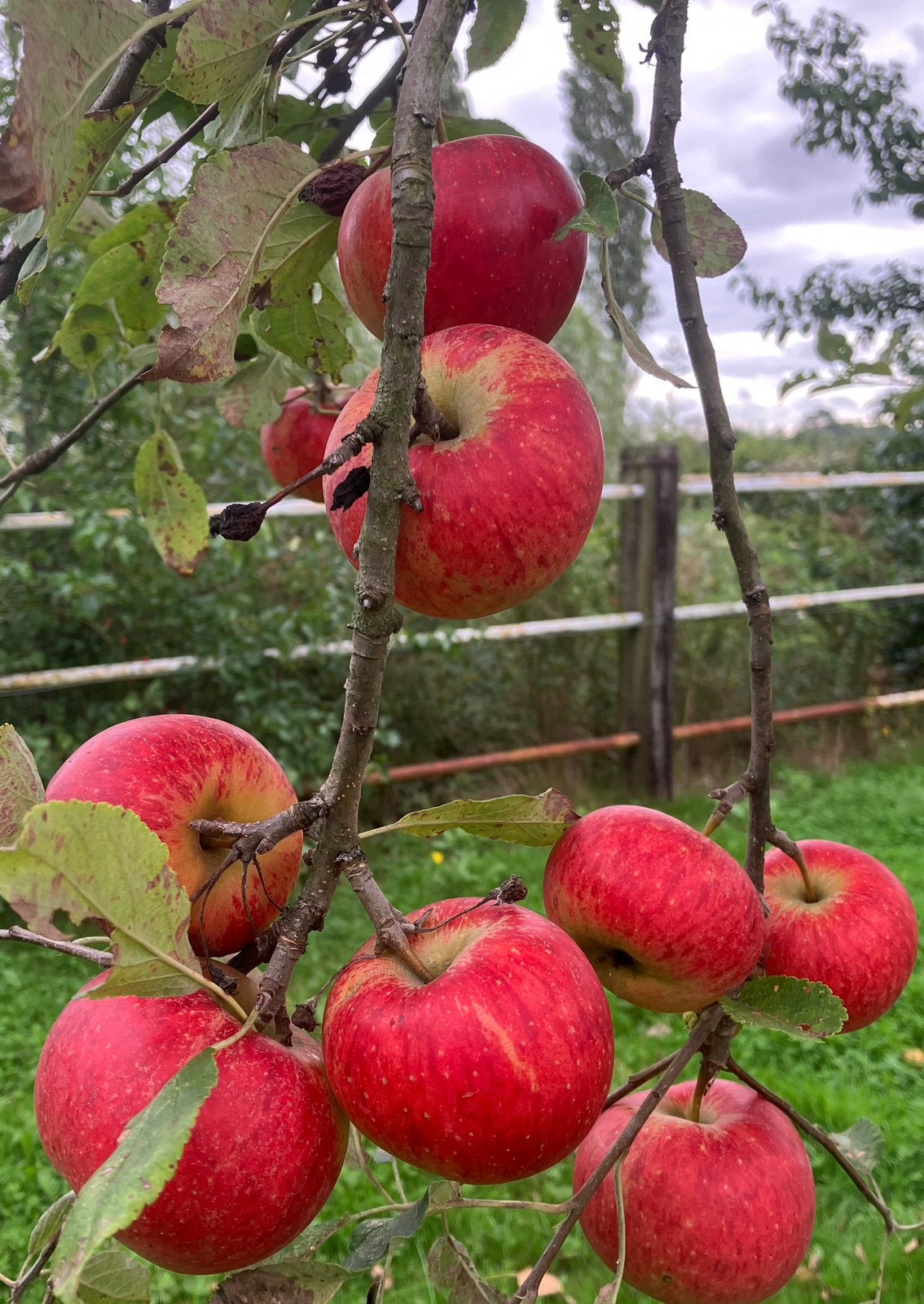 Appelsap bio 3 liter, Tuin en Terras, Ophalen