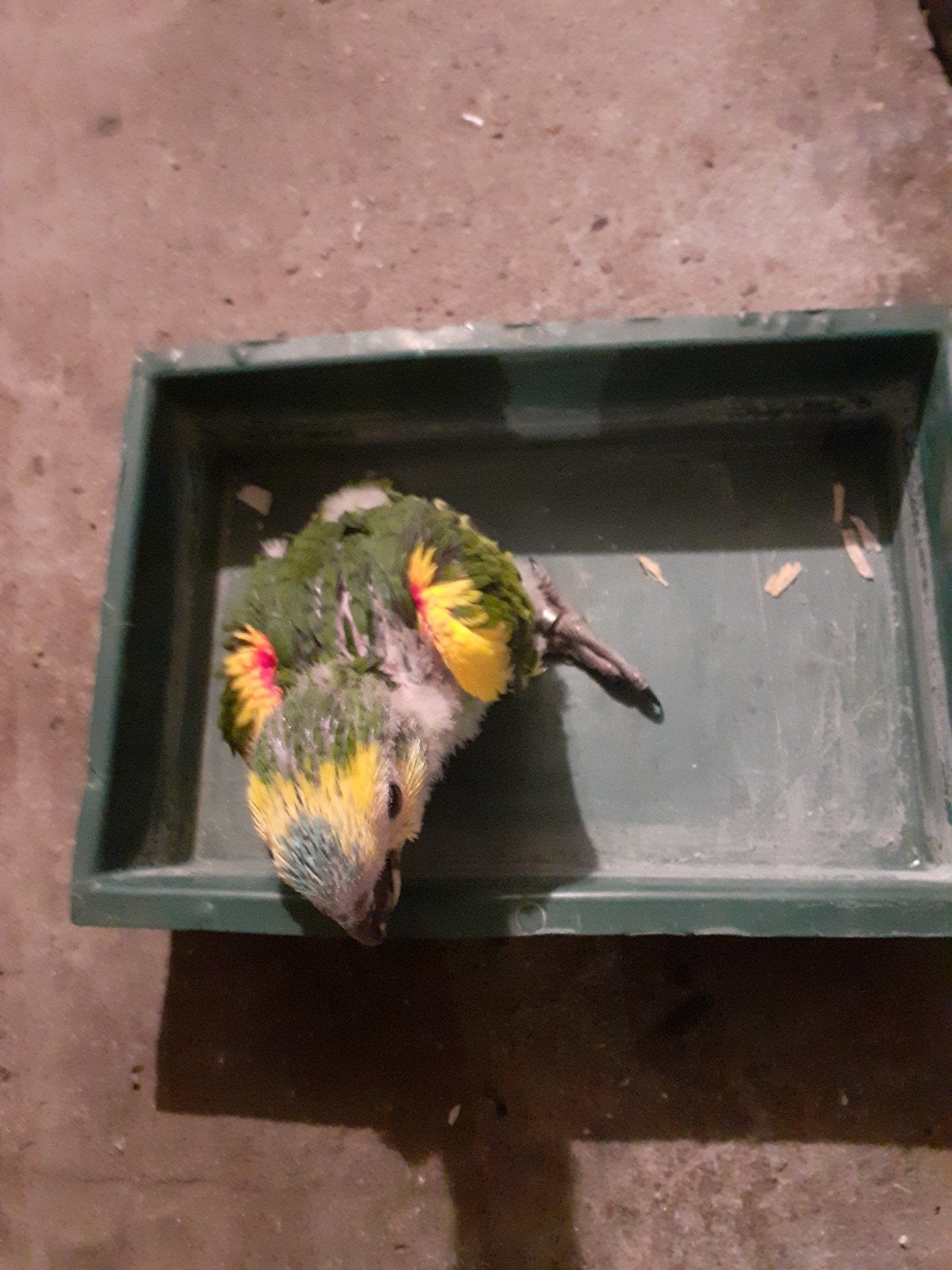 Te koop papegaai, Dieren en Toebehoren, Vogels | Parkieten en Papegaaien
