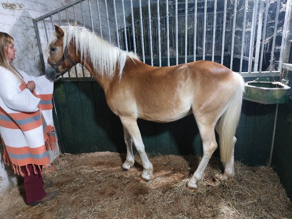 Haflinger hegstjes veulen en jaarling, Dieren en Toebehoren, Minder dan 160 cm, Met stamboom, 0 tot 2 jaar, Hengst