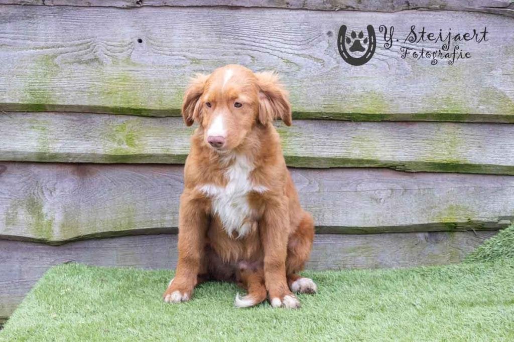 toller pups, beide ouders zijn hier aanwezig, Animaux & Accessoires, 15 semaines à 1 an, Chien (mâle), Autres races, Belgique