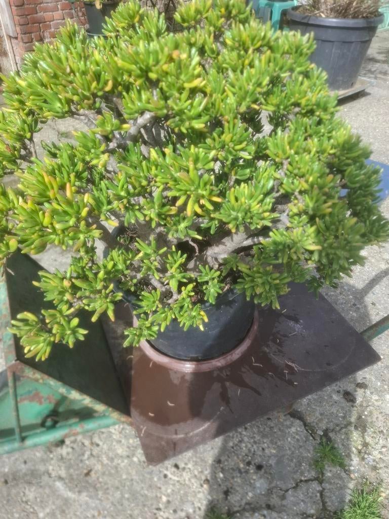 Mooie plant, Tuin en Terras, Ophalen