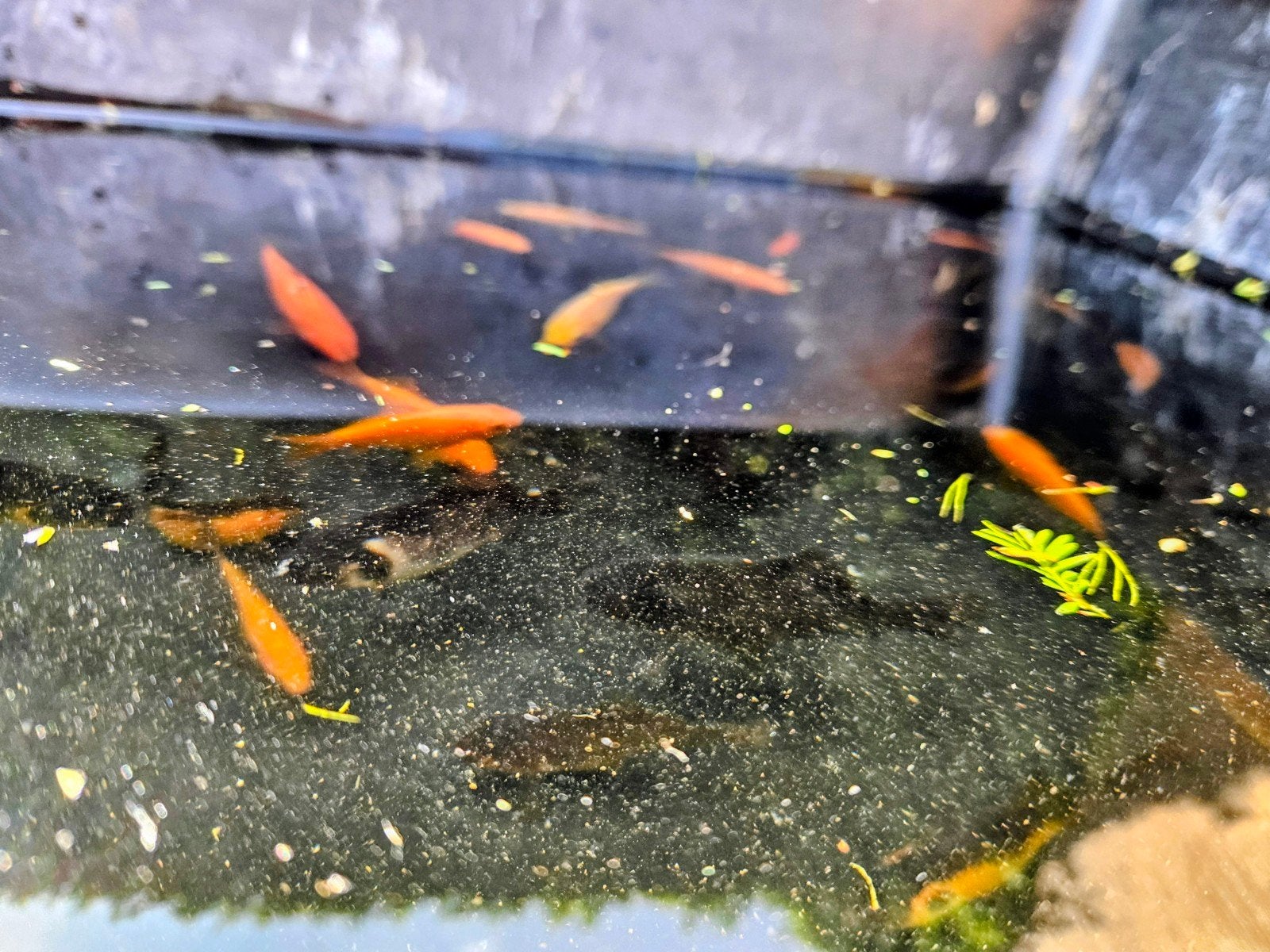 goudvissen, Dieren en Toebehoren, Vissen | Vijvervissen, Goudvis(sen)