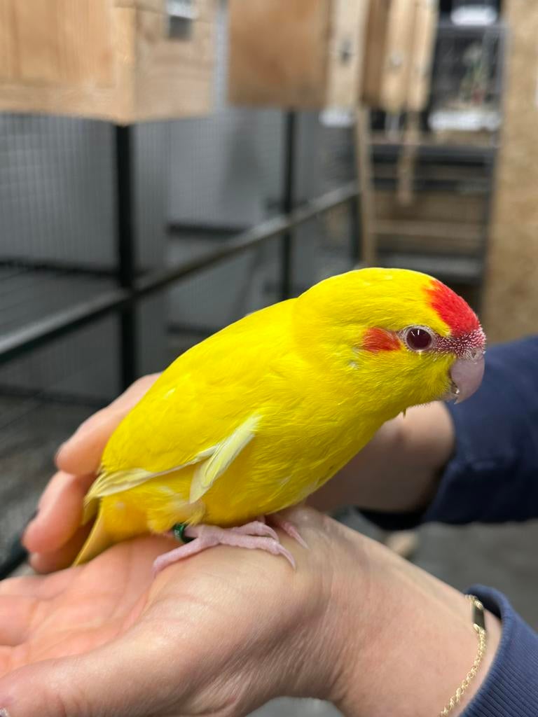 Kakariki, Plusieurs animaux, Perruche, Bagué