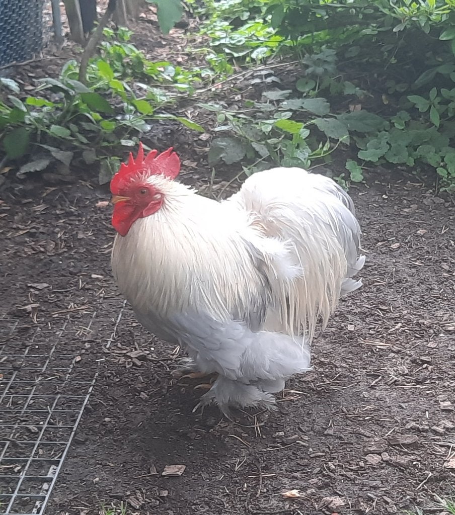Mooi Cochinkriel haantje, Animaux & Accessoires, Volatiles, Mâle, Poule ou poulet
