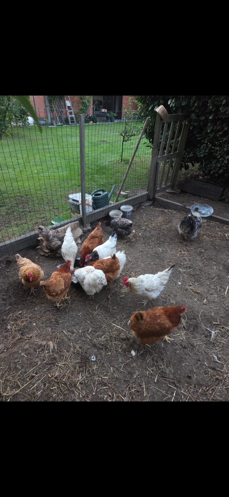 Kippen, Dieren en Toebehoren, Vrouwelijk, Kip