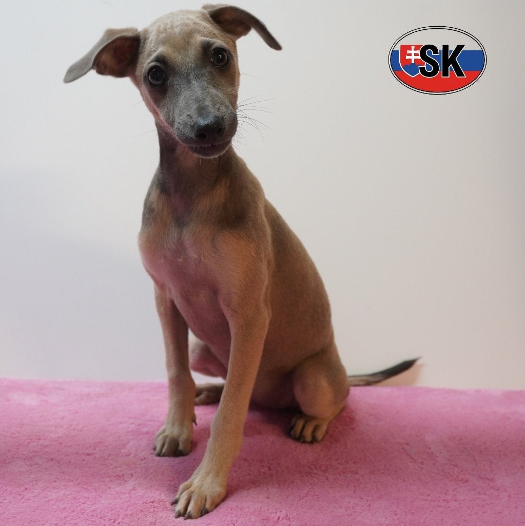 Petit Lévriet Italien, chiots à vendre, 15 semaines à 1 an, Autres races, Plusieurs animaux, Plusieurs