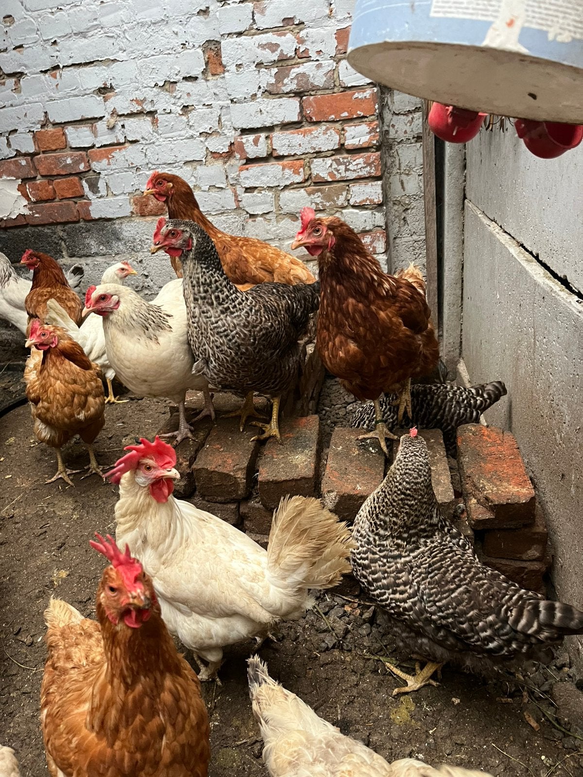 Poules pondeuses, Femelle, Poule ou poulet