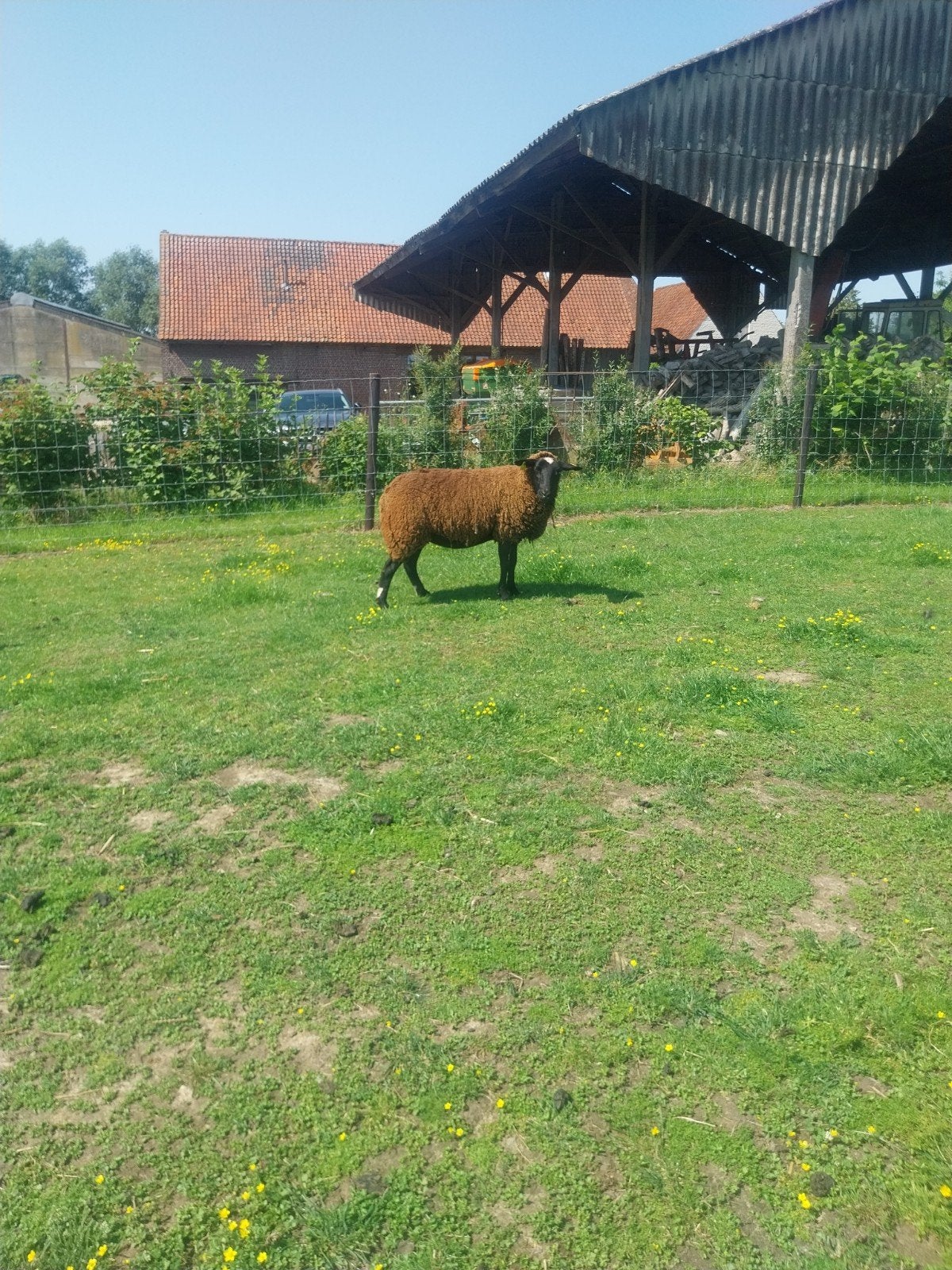 Zwartbless schaap
