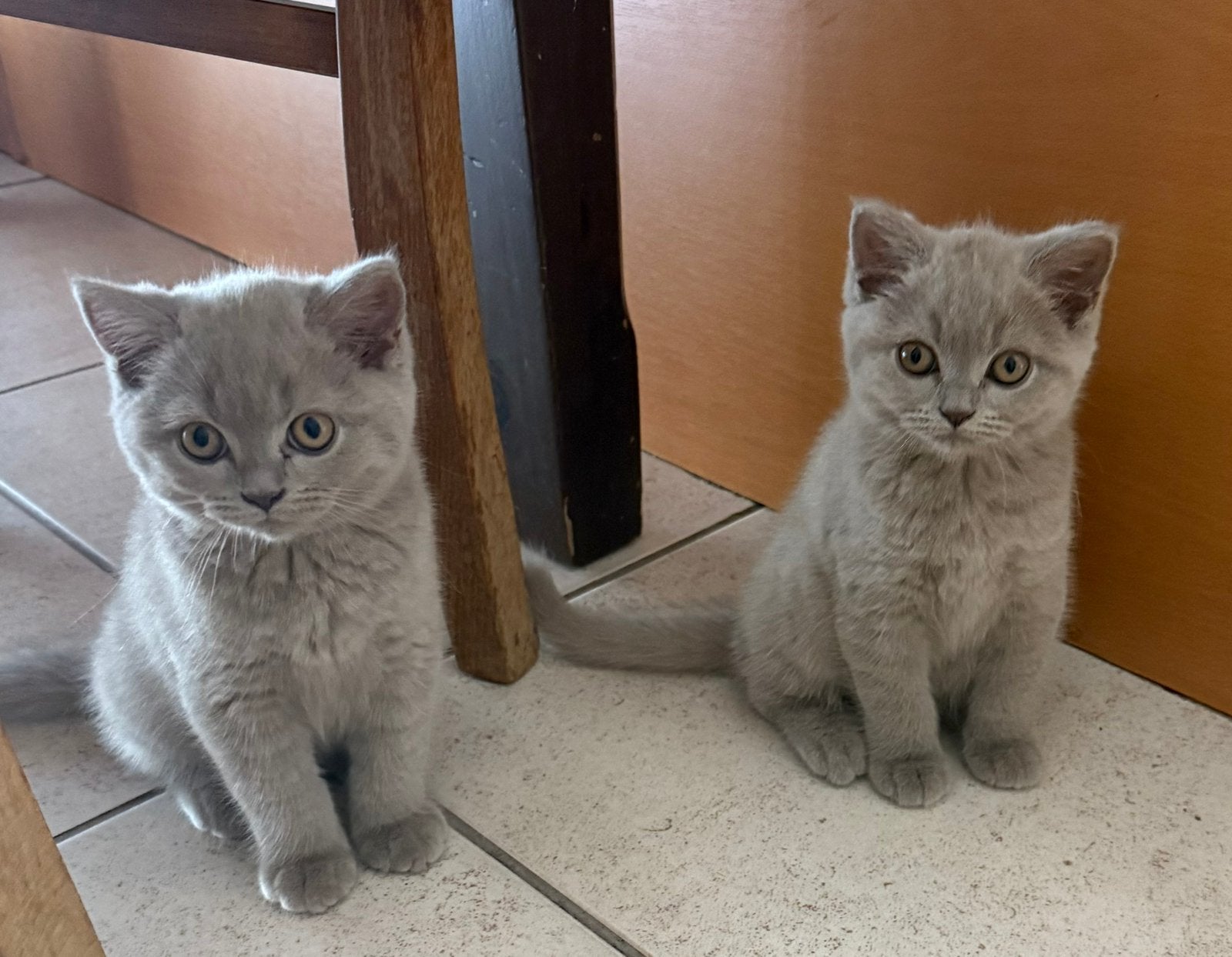 Britse korthaar kitten, Vermifugé