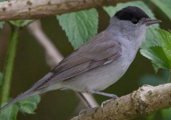 GEZOCHT Koppel zwartkoppen (sylvia atricapilla), Dieren en Toebehoren, Wildzangvogel, Tam