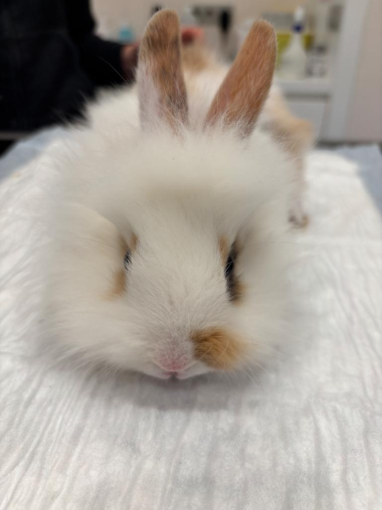 Konijn: vlinder x leeuwenkop, Dieren en Toebehoren, Konijnen, Meerdere dieren, Klein, 0 tot 2 jaar