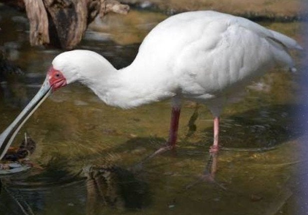 Jonge afrikaanse lepelaars, Dieren en Toebehoren, Geringd