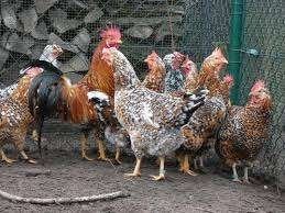 broedeieren leghorn (duizendkleur, porselein), Dieren en Toebehoren, Pluimvee, Kip, Geslacht onbekend