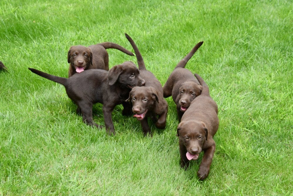 Chiots Labrador en chocolat à vendre, Maladie de Carré (chiens), Labrador retriever, Plusieurs, Belgique
