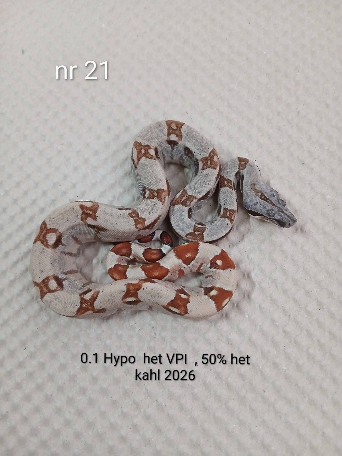 4 x Bci, Hypo le VPI 50 % le Kahl 2026, Serpent, Domestique, 0 à 2 ans