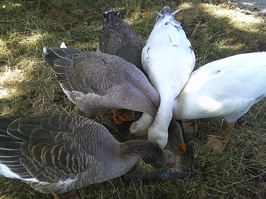 ganzen, Animaux & Accessoires, Sexe inconnu, Oie ou Cygne