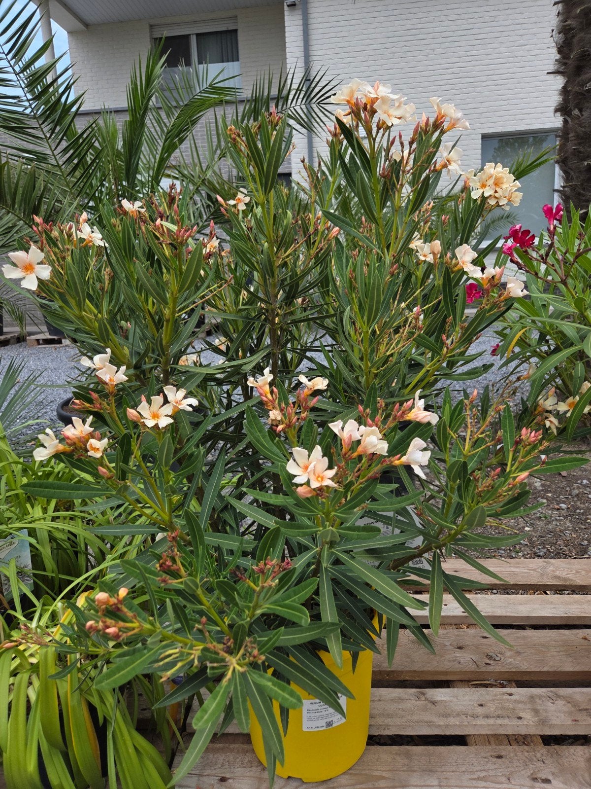 Nerium Oleander, Ophalen