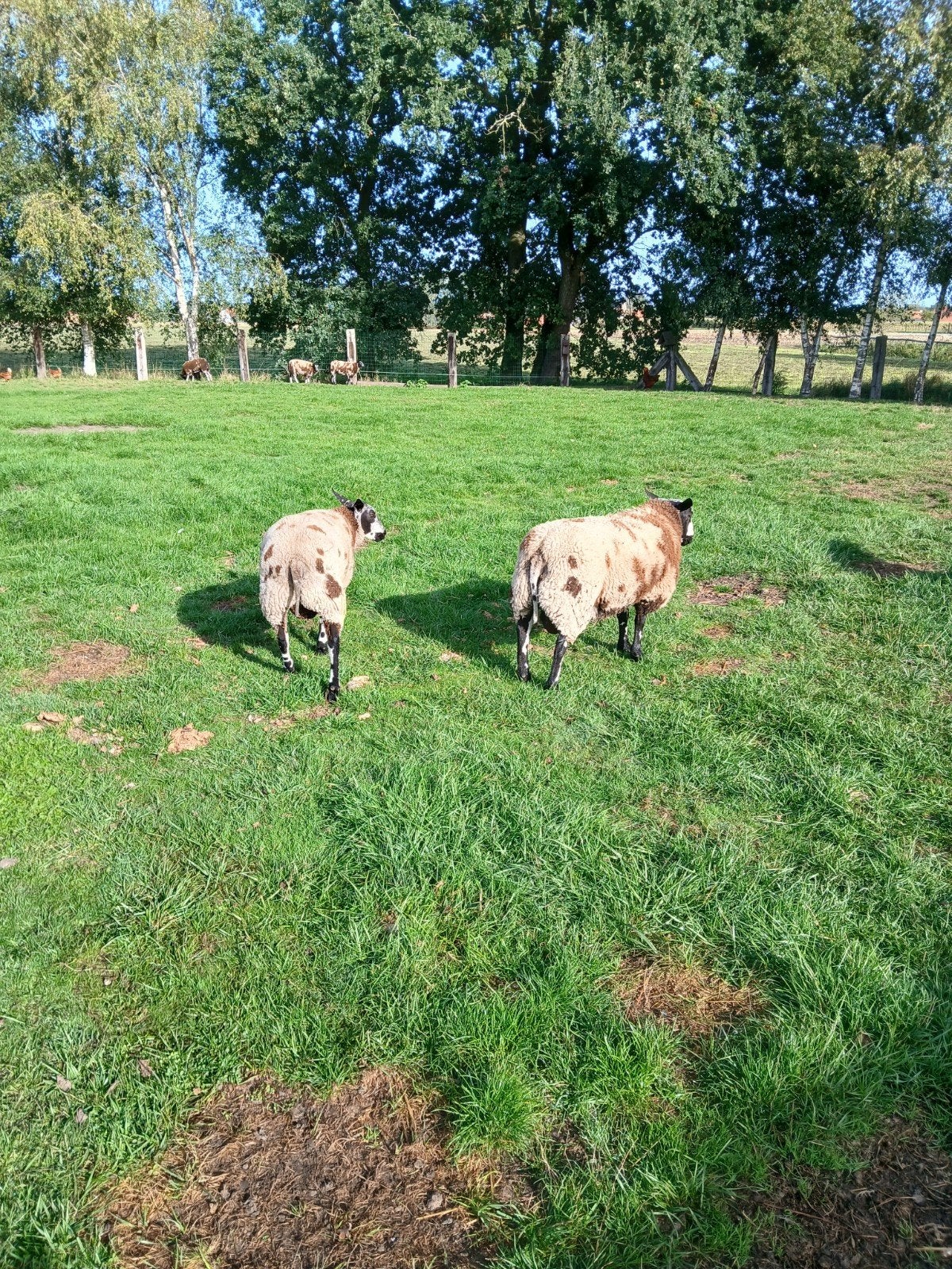 Baggerbonte schapen zie beschrijving, Dieren en Toebehoren
