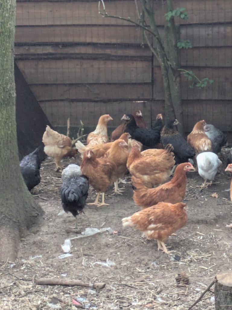 Bruine legkip, Dieren en Toebehoren