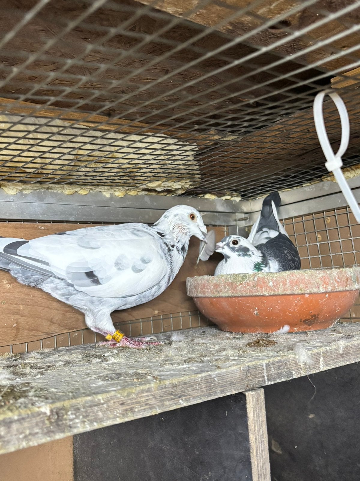 Jonge duiven uit dit koppel te reserveren, Dieren en Toebehoren
