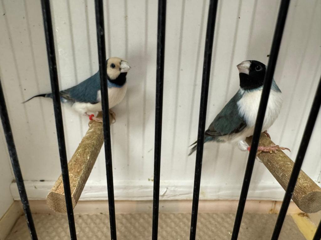 Koppel blauwe gouldamadines/goulds te koop (Koppel 1), Dieren en Toebehoren