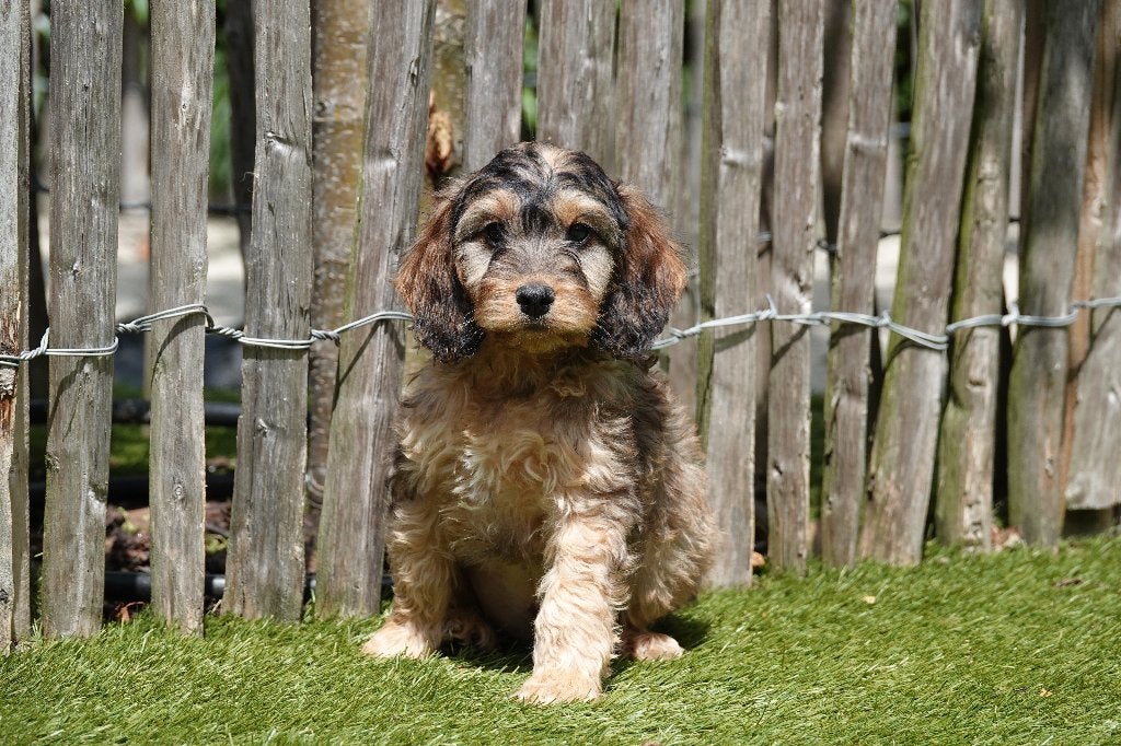 Prachtige Sable Cockapoo pups, België, Overige rassen, CDV (hondenziekte), 8 tot 15 weken